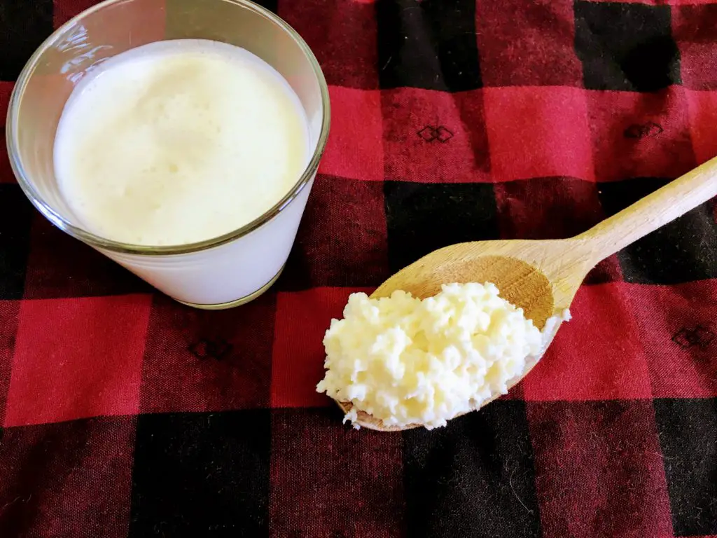 glass of kefir and milk kefir culture