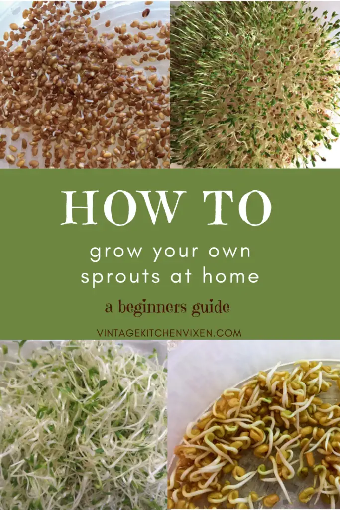 a beginners guide to growing your own sprouts at home