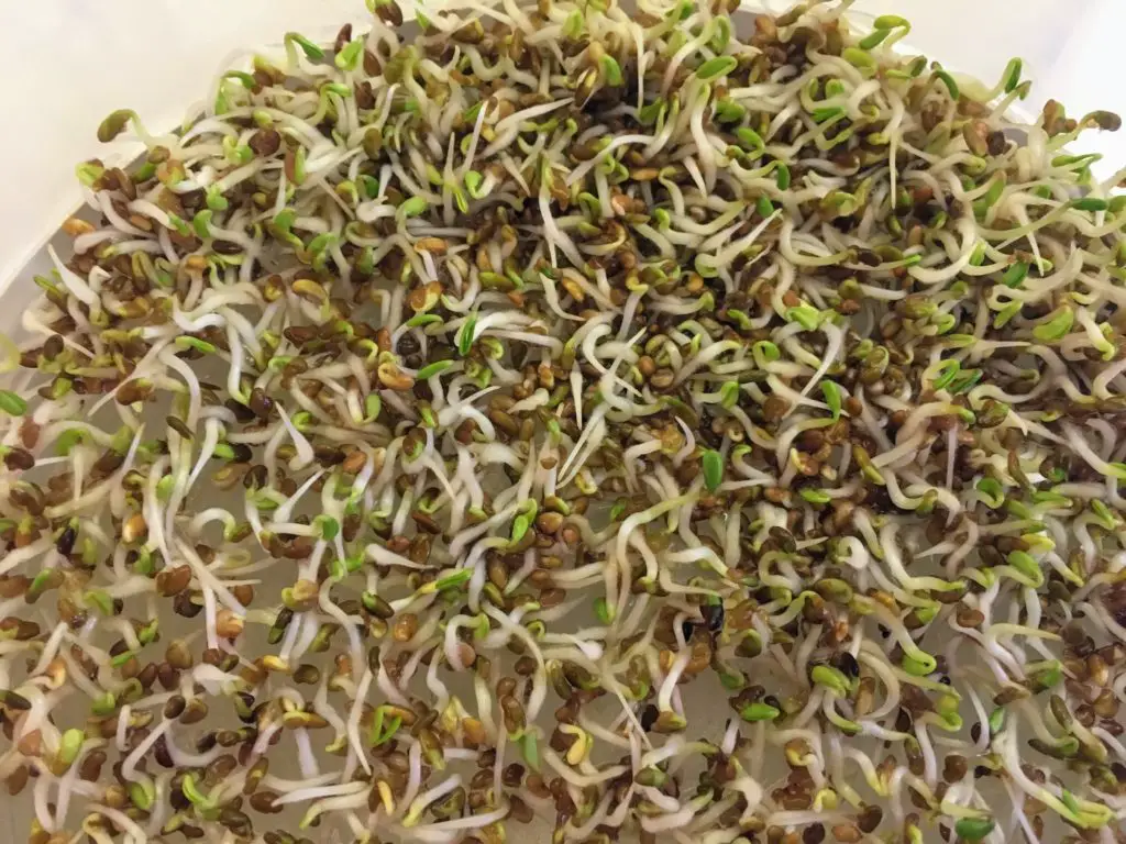 how to grow your own sprouts