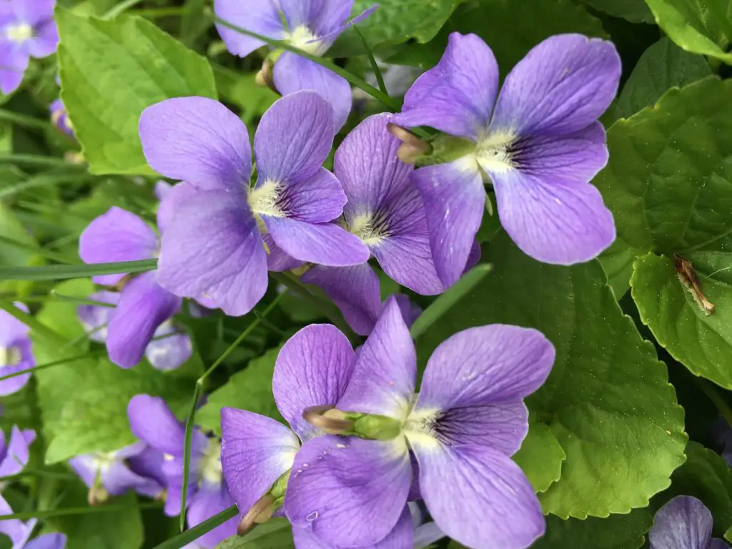 what to do with violets