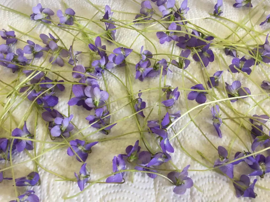 cleaning violets to sugar them