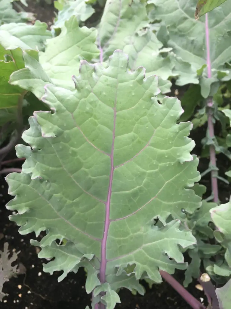 homegrown garden fresh kale