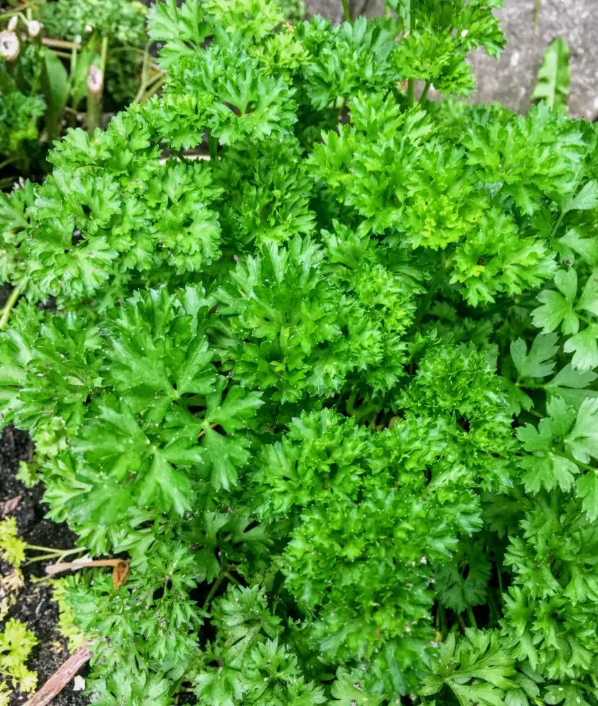 garden fresh parsley for spicy green caesar smoothies