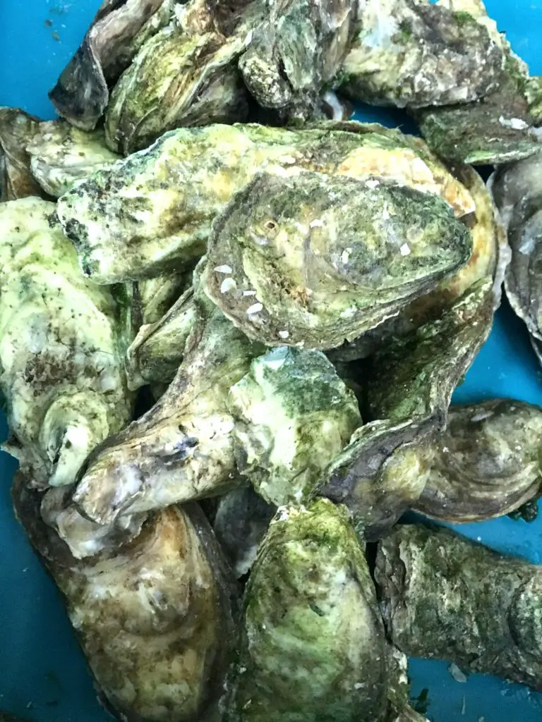 oysters for oyster parties