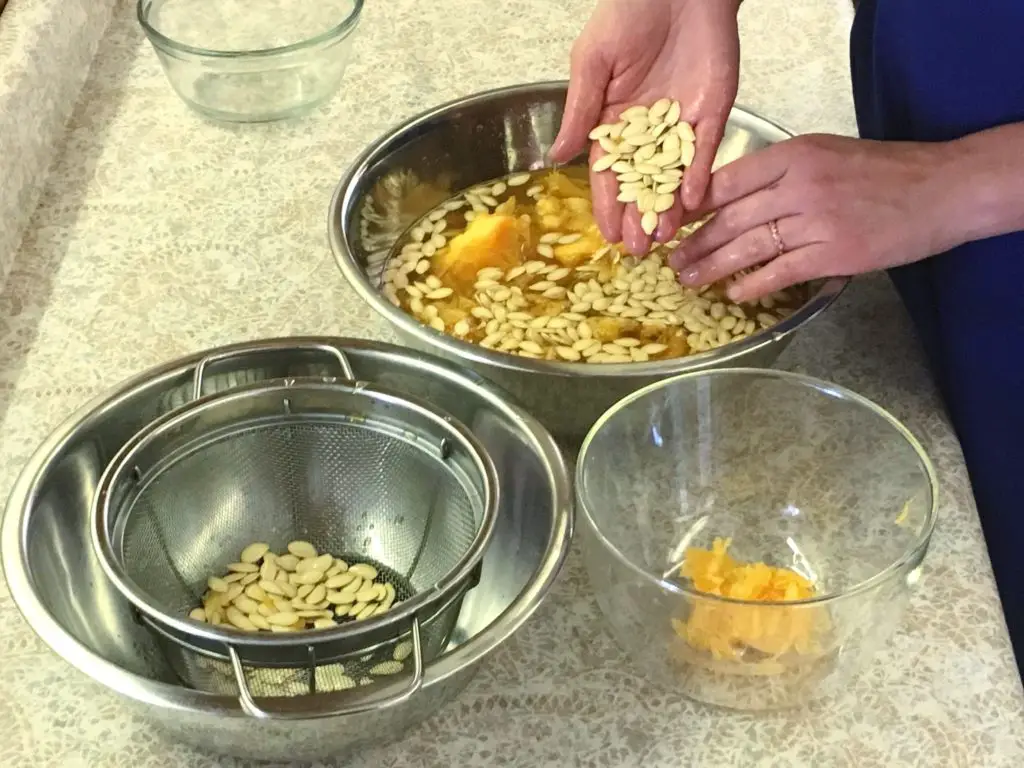 separating pumpkin seeds