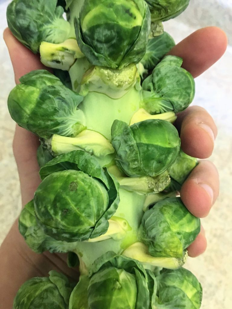 stalk of Brussels sprouts