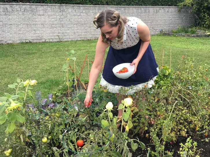 harvesting tomatoes from my victory garden