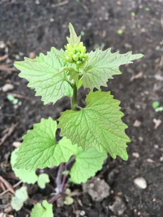 garlic mustard