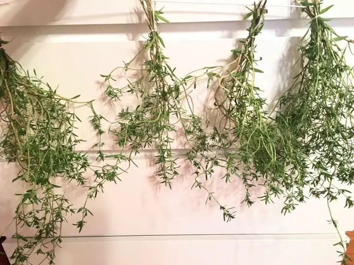 drying summer savory