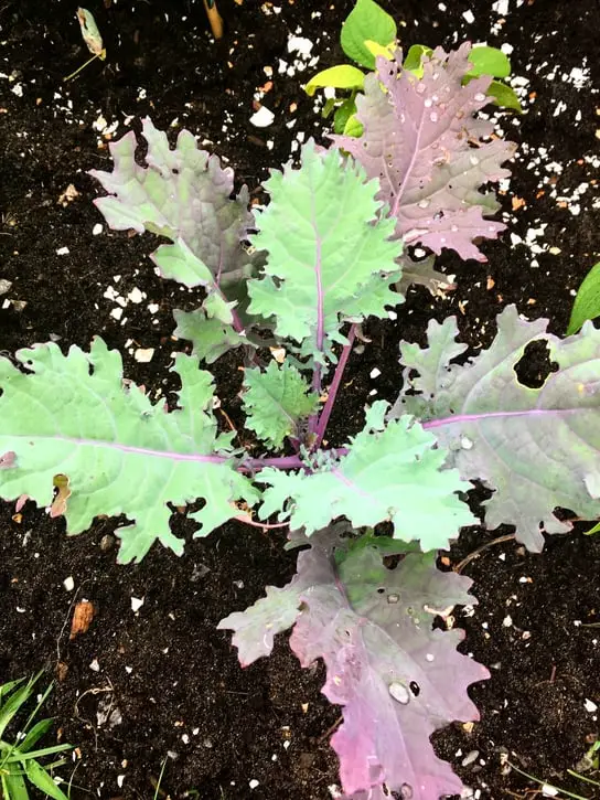 eggshell around kale 12 garden lessons