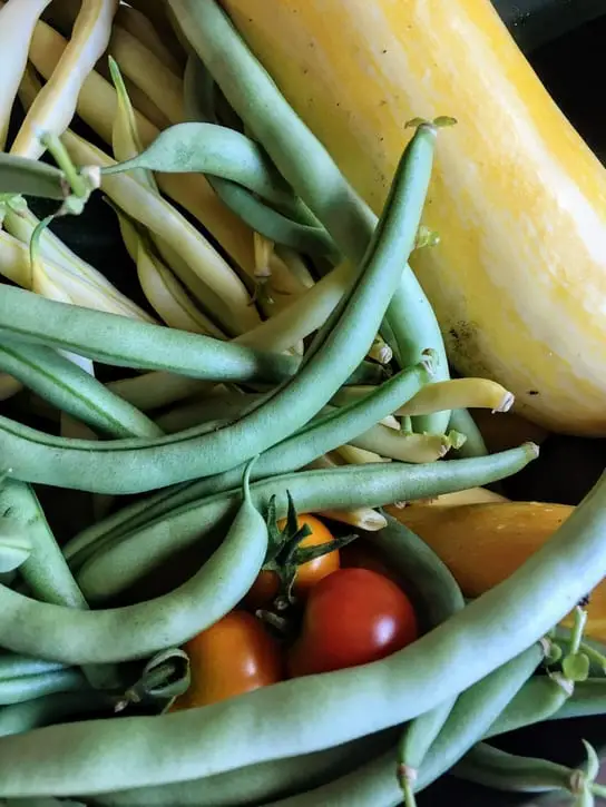 garden bounty: beans, zucchini, cherry tomatoes
