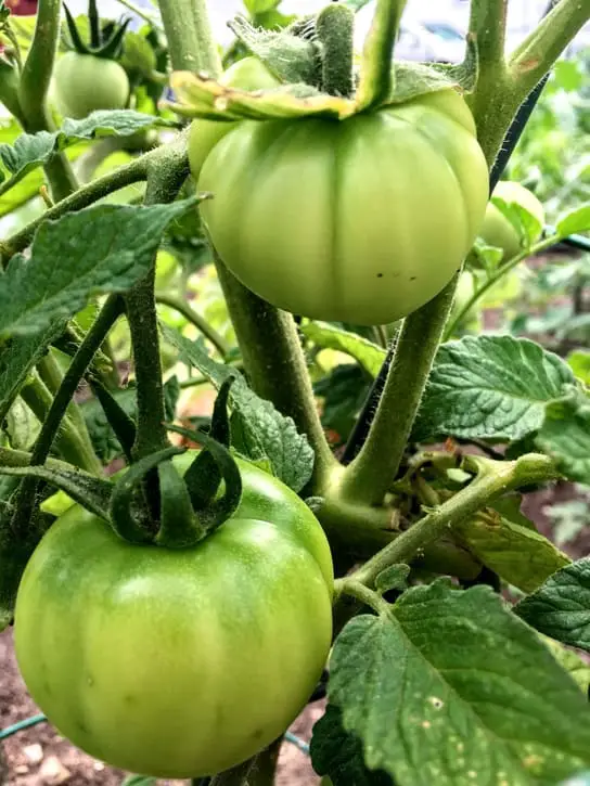 green tomato plants