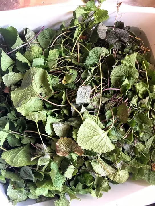 washing garlic mustard leaves