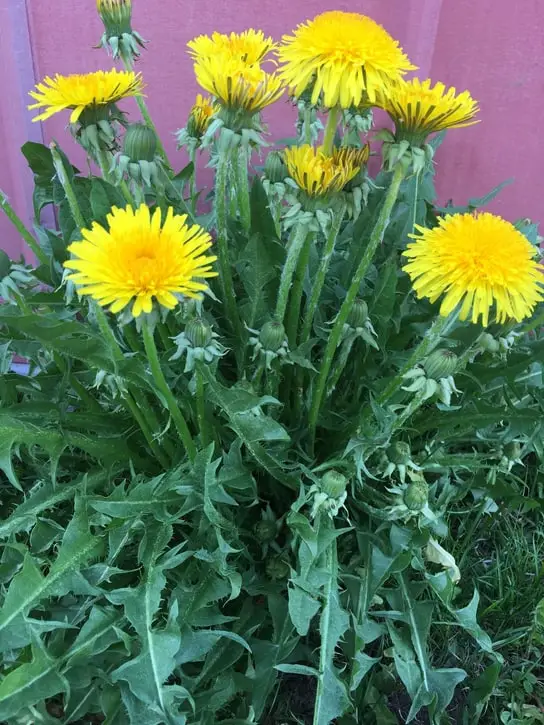 foraging dandelions to prepare for a food shortage