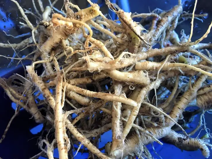 bowlful of washed garlic mustard root