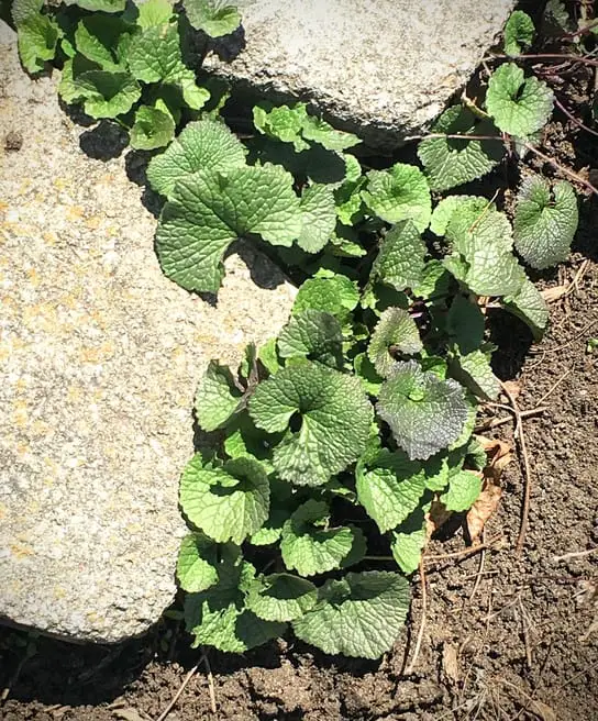 garlic mustard growing in between stones