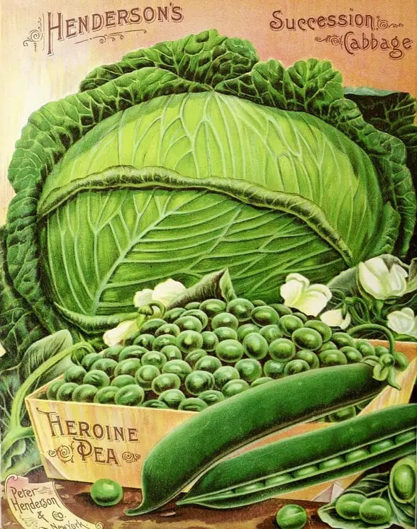 vintage photo of veggies