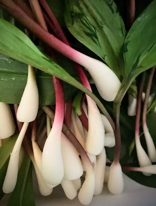 wild leeks ramps