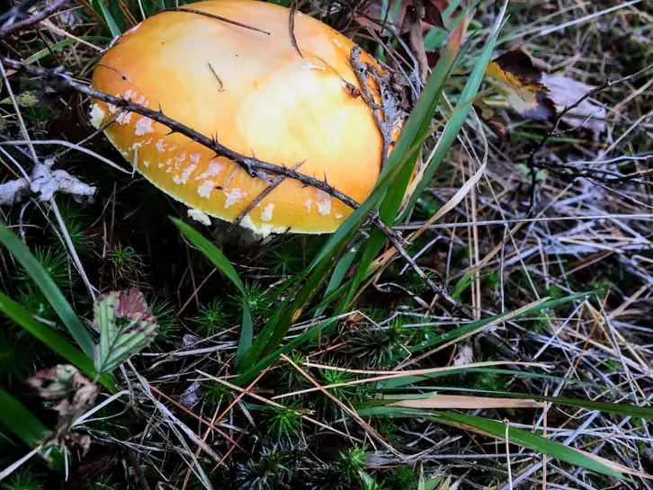 wild poisonous mushroom