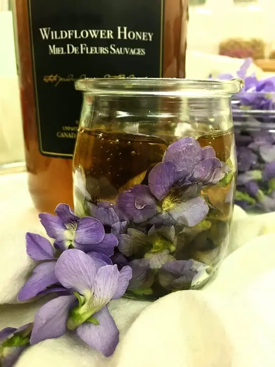 why everyone should forage wild violet honey