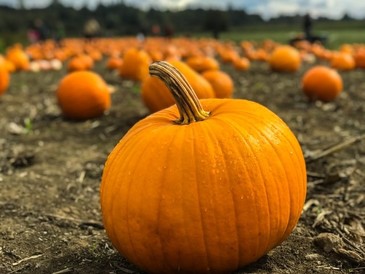 old fashioned pumpkin patch